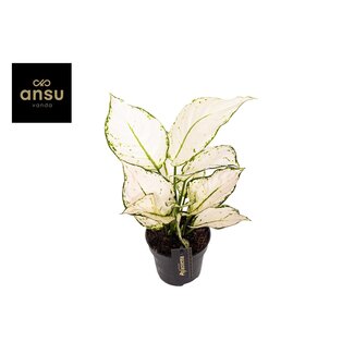 Aglaonema White Joy - Ø12cm - ↕35cm