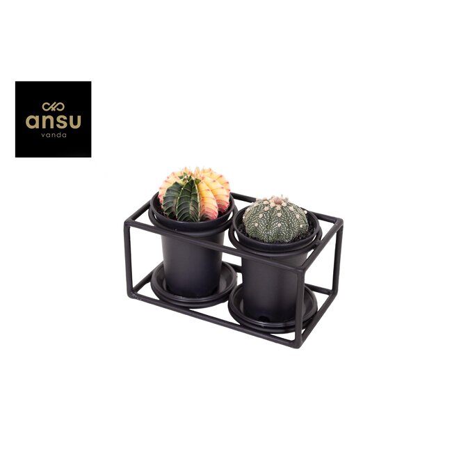 Cactus Duo in Designlijst - Ø17cm - ↕12cm