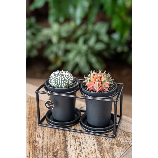 Cactus Duo in Designlijst - Ø17cm - ↕12cm