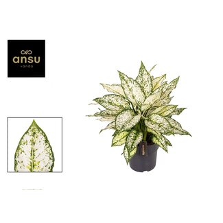 Aglaonema White Kiwi - Ø19cm - ↕40cm