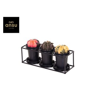 Cactus Trio In Design Frame - Ø25cm - ↕12cm