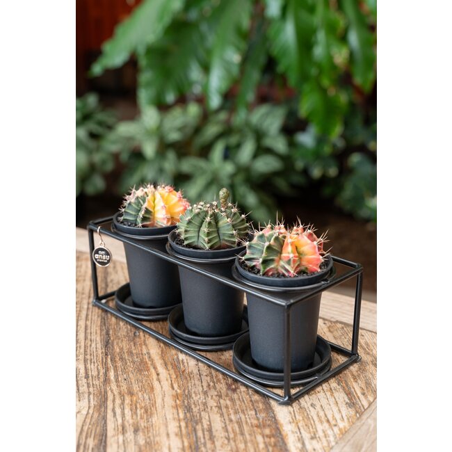 Cactus Trio In Design Frame - Ø25cm - ↕12cm