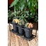Cactus Trio In Design Frame - Ø25cm - ↕12cm