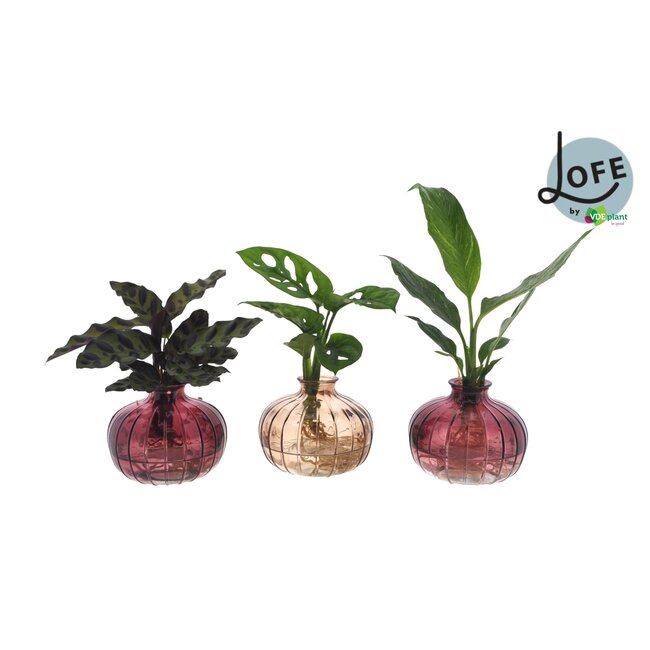 Intenz Mix in Nela 3 kleuren - 3 stuks - Ø7cm - ↕25cm
