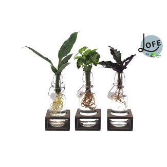 Intenz Mix in Ann Glas (witte dop) + Naturel Single - 3 stuks - Ø7cm - ↕25cm