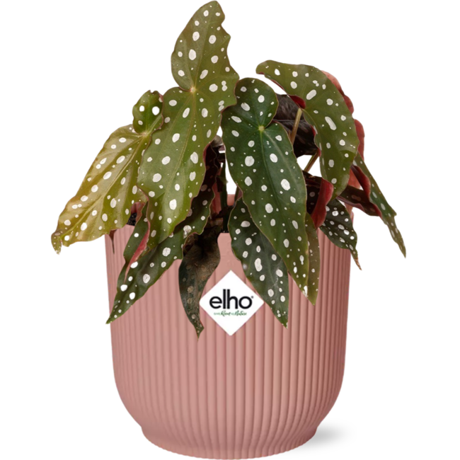 Begonia Maculata + ELHO Vibes Fold 14cm roze
