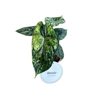 Alocasia Drakenschaal Variegata - Ø12cm - ↕25cm