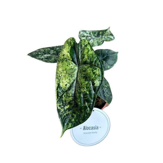 Alocasia Drakenschaal Variegata - Ø12cm - ↕25cm