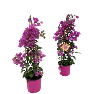 Bougainvillea Sanderiana Piramide - 1 stuk - Ø17cm - ↕70cm