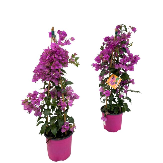 Bougainvillea Sanderiana Piramide - 1 stuk - Ø17cm - ↕70cm