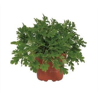 Pelargonium Citrosa 12cm - Ø12cm - ↕18cm