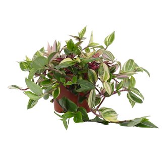 Tradescantia Quadricolor - Roze Pampas 12cm - Ø12cm - ↕17cm