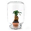 Easyplant - Ficus Ginseng bonsai - Mini-ecosysteem