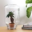 Easyplant - Ficus Ginseng bonsai - Mini-ecosysteem