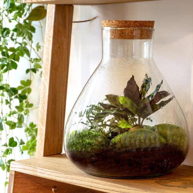 DIY terrarium - Sammie - ↕ 27 cm - Hark + Schep