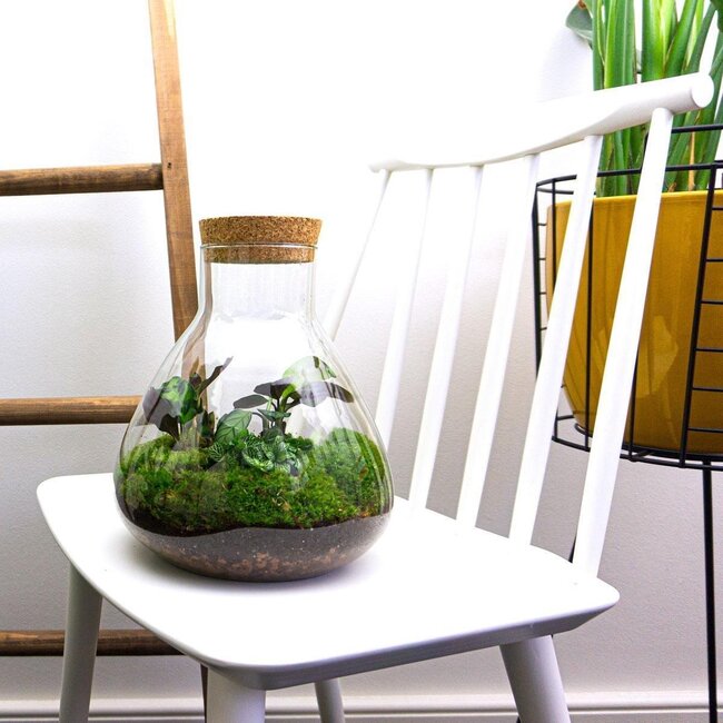 DIY terrarium - Sammie - ↕ 27 cm - Hark + Schep