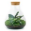 DIY terrarium - Sammie - ↕ 27 cm - Hark + Schep