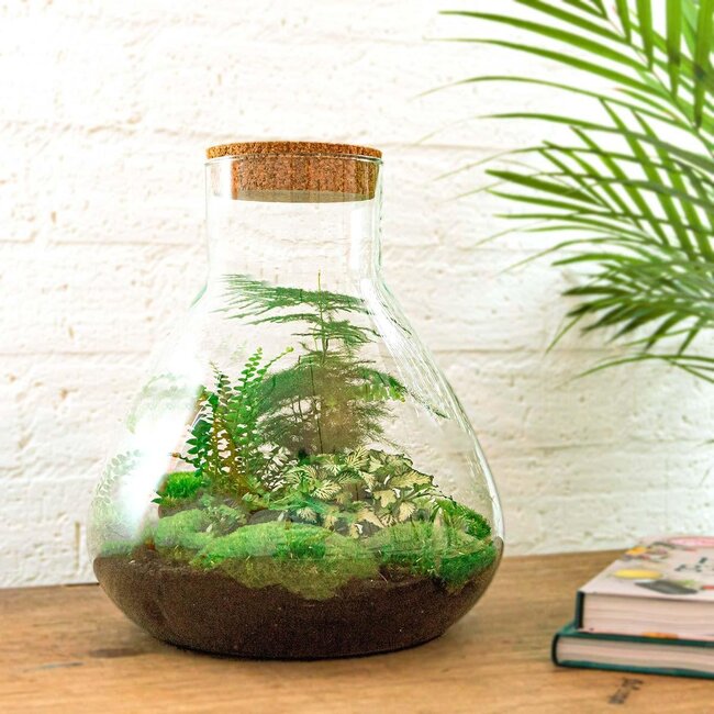 DIY terrarium - Sam XL - ↕ 35 cm - Normaal