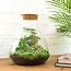 DIY terrarium - Sam XL - ↕ 35 cm - Normaal