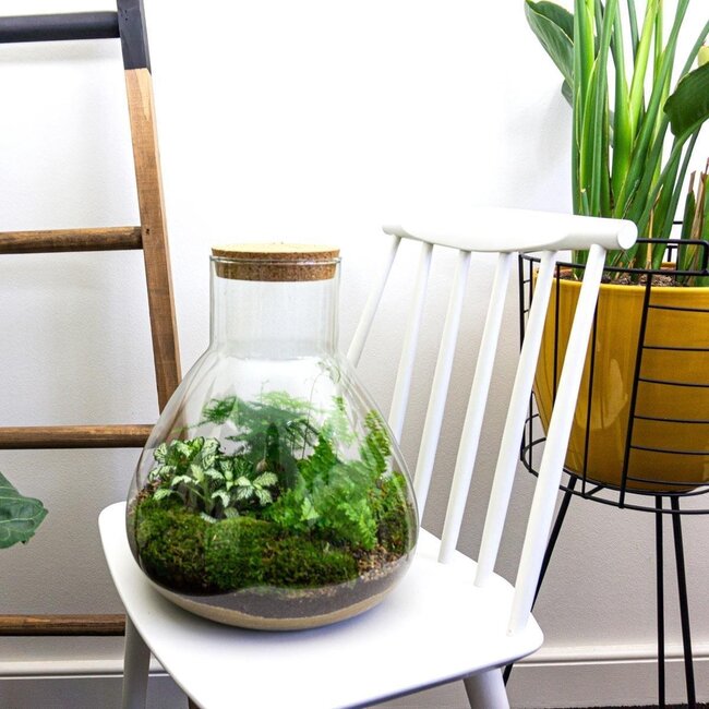 DIY terrarium - Sam XL - ↕ 35 cm - Normaal