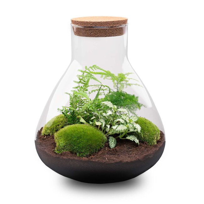 DIY terrarium - Sam XL - ↕ 35 cm - Hark + Schep
