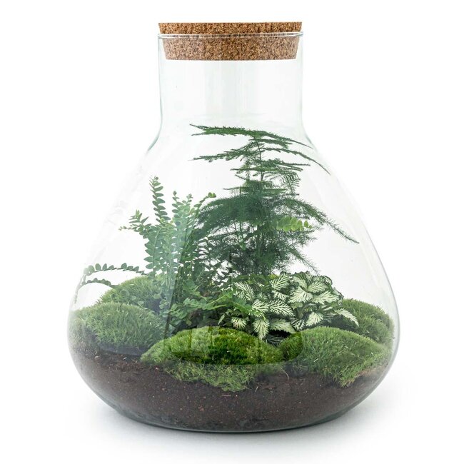 DIY terrarium - Sam XL - ↕ 35 cm - Hark + Schep