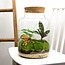 DIY terrarium - Melkachtig - ↕ 30 cm