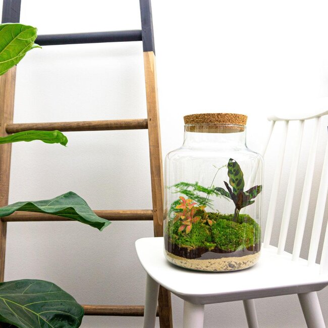 DIY terrarium - Melkachtig - ↕ 30 cm