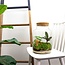 DIY terrarium - Melkachtig - ↕ 30 cm
