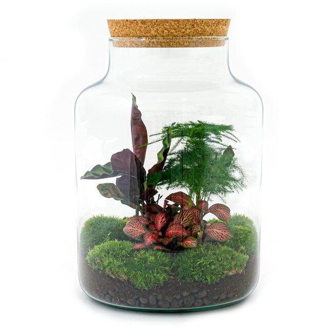 DIY terrarium - Milky - ↕ 30 cm - Hark + Schep + Pincet