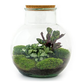 DIY terrarium - Teddy - ↕ 26,5 cm - Normaal