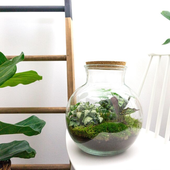 DIY terrarium - Teddy - ↕ 26,5 cm - Normaal