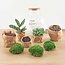 DIY terrarium - Teddy - ↕ 26,5 cm - Hark + Schep + Pincet