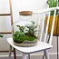DIY terrarium - Fat Joe - ↕ 30 cm - Normaal