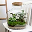 DIY terrarium - Fat Joe - ↕ 30 cm - Normaal