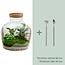 DIY terrarium - Fat Joe - ↕ 30 cm - Hark + Schep