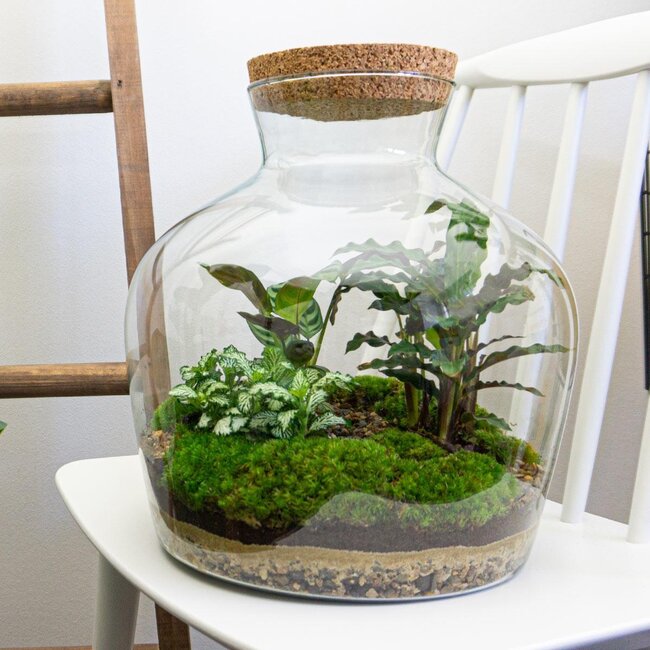 DIY terrarium - Fat Joe - ↕ 30 cm - Hark + Schep