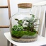 DIY terrarium - Fat Joe - ↕ 30 cm - Hark + Schep