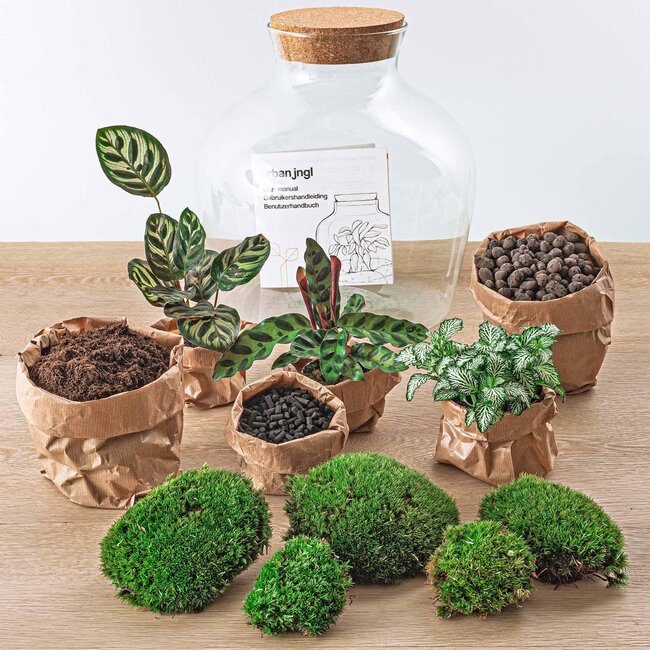 DIY terrarium - Fat Joe - ↕ 30 cm - Hark + Schep + Pincet