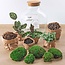 DIY terrarium - Fat Joe - ↕ 30 cm - Hark + Schep + Pincet