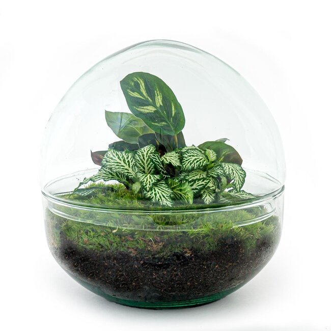 DIY terrarium - Koepel - ↕ 20 cm - Normaal