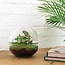 DIY terrarium - Koepel - ↕ 20 cm - Normaal