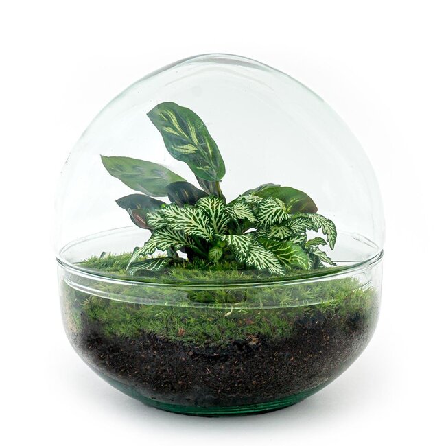 DIY terrarium - Koepel - ↕ 20 cm - Hark + Schep