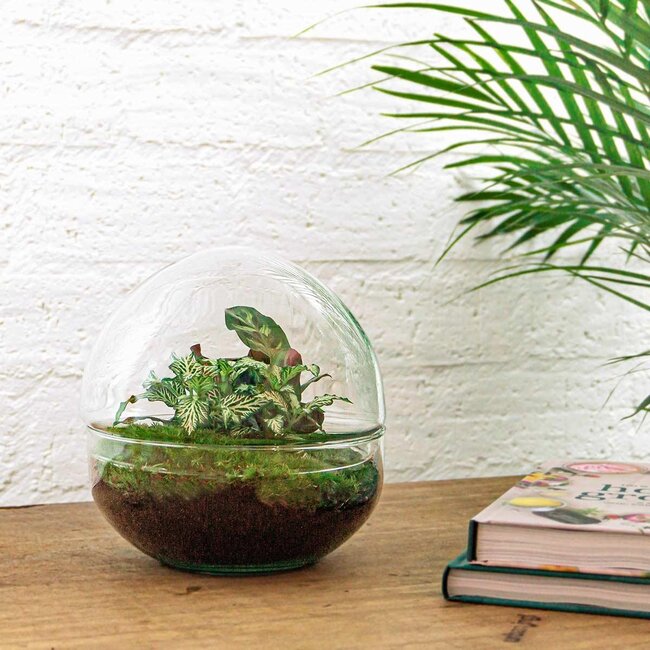 DIY terrarium - Koepel - ↕ 20 cm - Hark + Schep