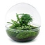 DIY terrarium - Dome XL - ↕ 30 cm - Normaal