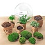 DIY terrarium - Dome XL - ↕ 30 cm - Normaal