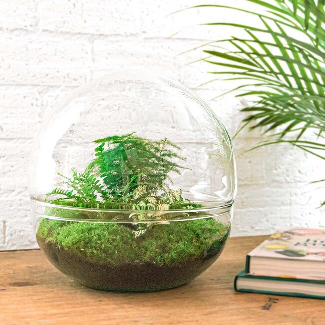 DIY terrarium - Koepel XL - ↕ 30 cm - Hark + Schep