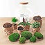 DIY terrarium - Bolder Bob - ↕ 30 cm - Hark + Schep