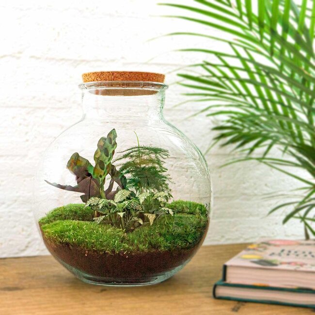 DIY terrarium - Bolder Bob - ↕ 30 cm - Hark + Schep + Pincet