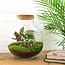 DIY terrarium - Bolder Bob - ↕ 30 cm - Hark + Schep + Pincet + Schaar